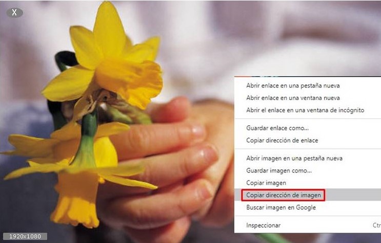 flores
